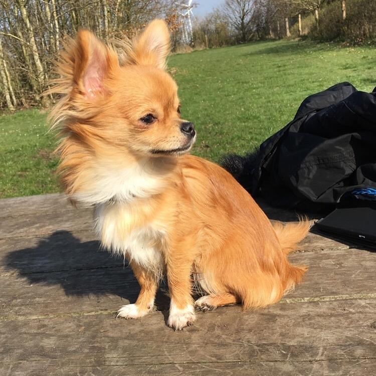 Chihuahua Al'Gisimo's Alfredo - 14/4-16 billede 7