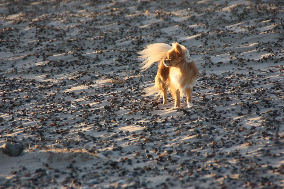 Chihuahua Al'Gisimo's Alfredo - 2/12-16 billede 3