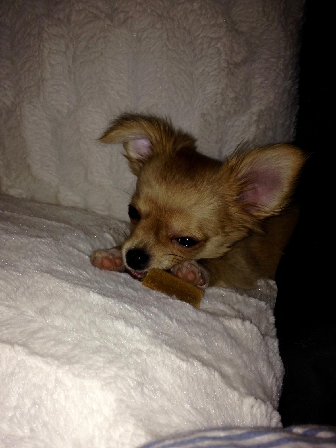 Chihuahua Al'Gisimo's Alfredo - 18/12-15 billede 13