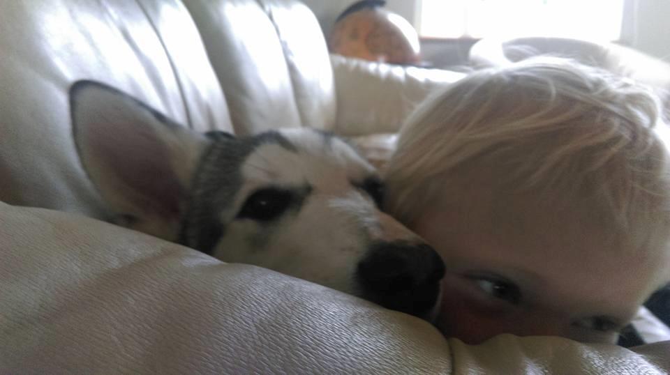 Tamaskan Dog Luna billede 16