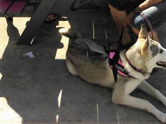 Tamaskan Dog Luna billede 19