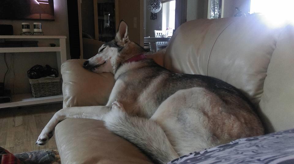 Tamaskan Dog Luna billede 21