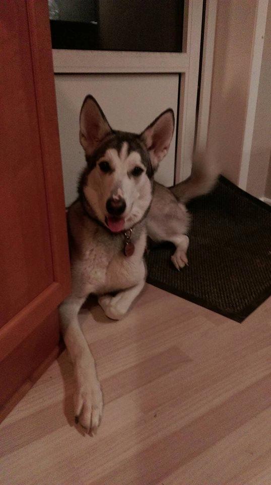 Tamaskan Dog Luna billede 22