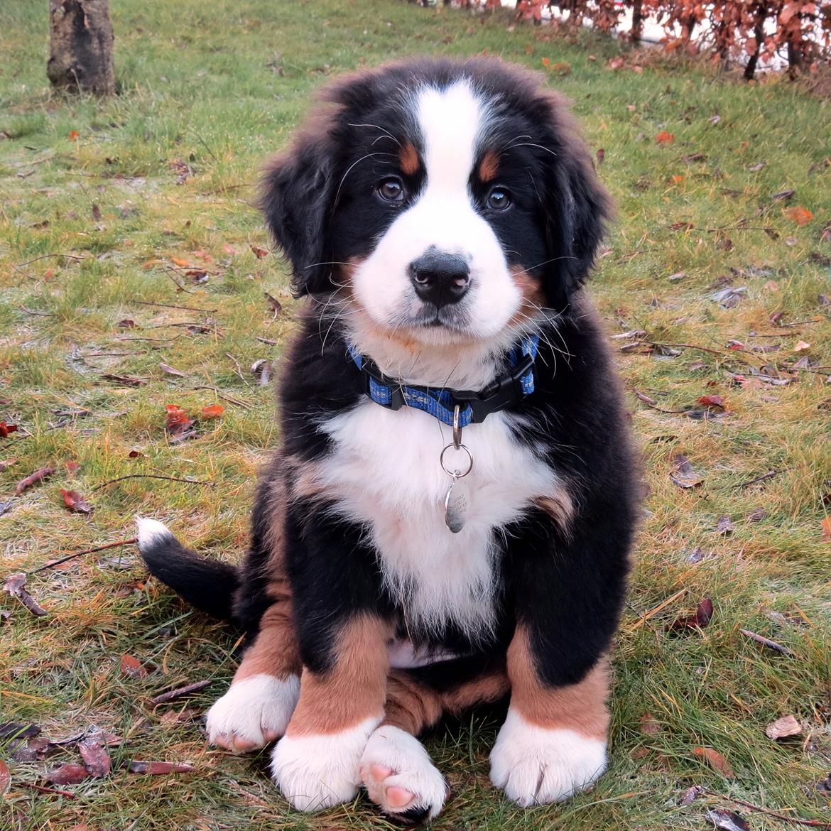 Berner sennenhund Lady Xiera's Teddy Bear (Leopold)  - Første dage hjemme billede 36