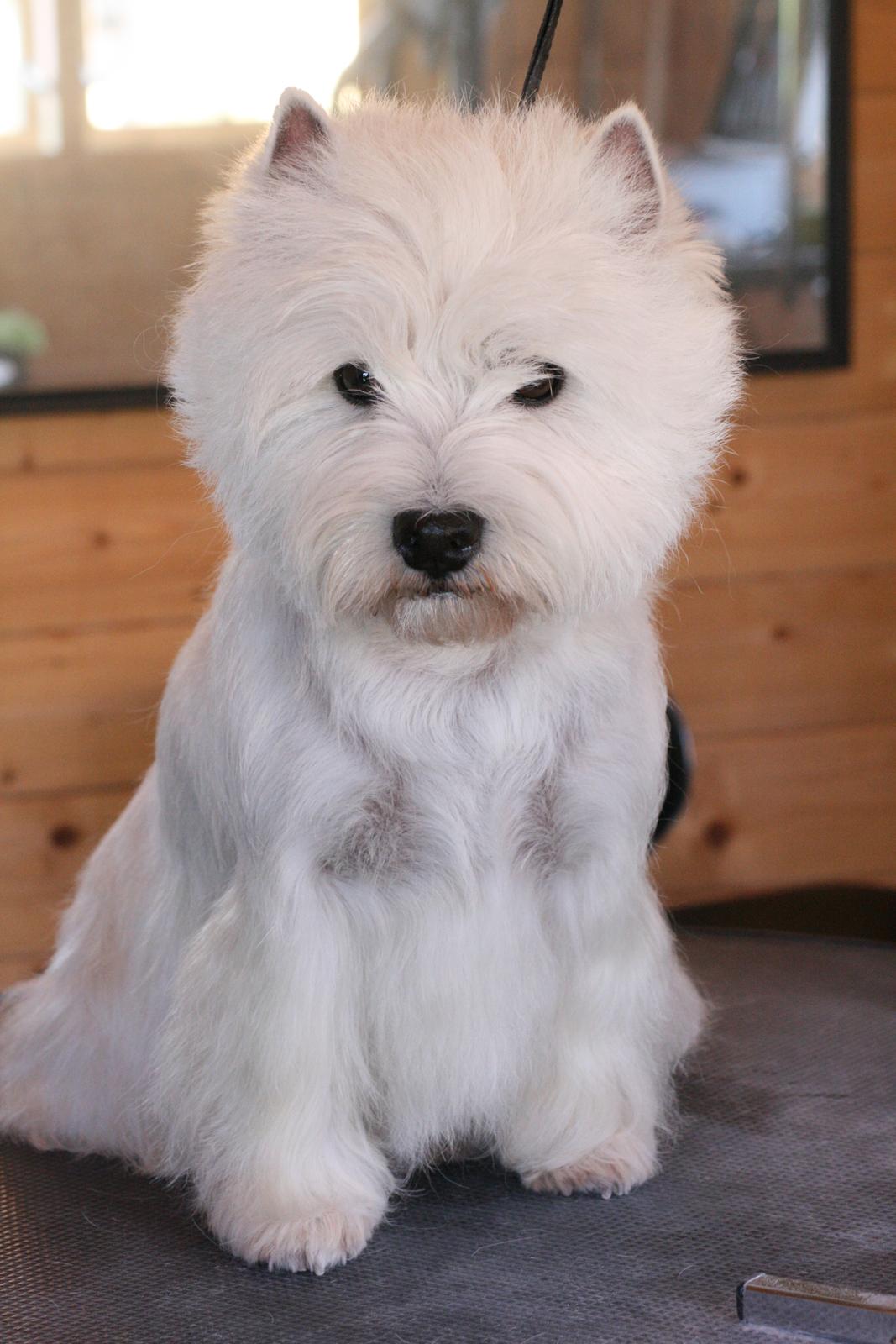 West highland white terrier AND THIS IS ME BRENDA VOM SCHMUTTERTAL billede 2