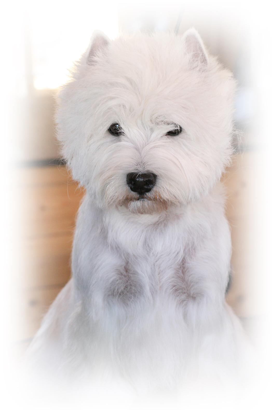 West highland white terrier AND THIS IS ME BRENDA VOM SCHMUTTERTAL billede 1