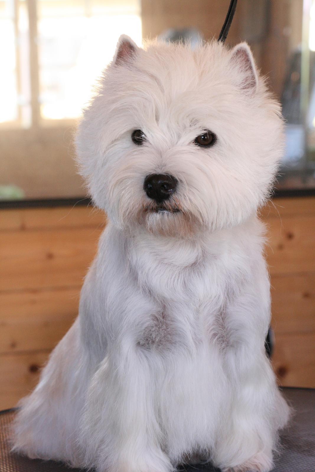 West highland white terrier AND THIS IS ME BRENDA VOM SCHMUTTERTAL billede 5