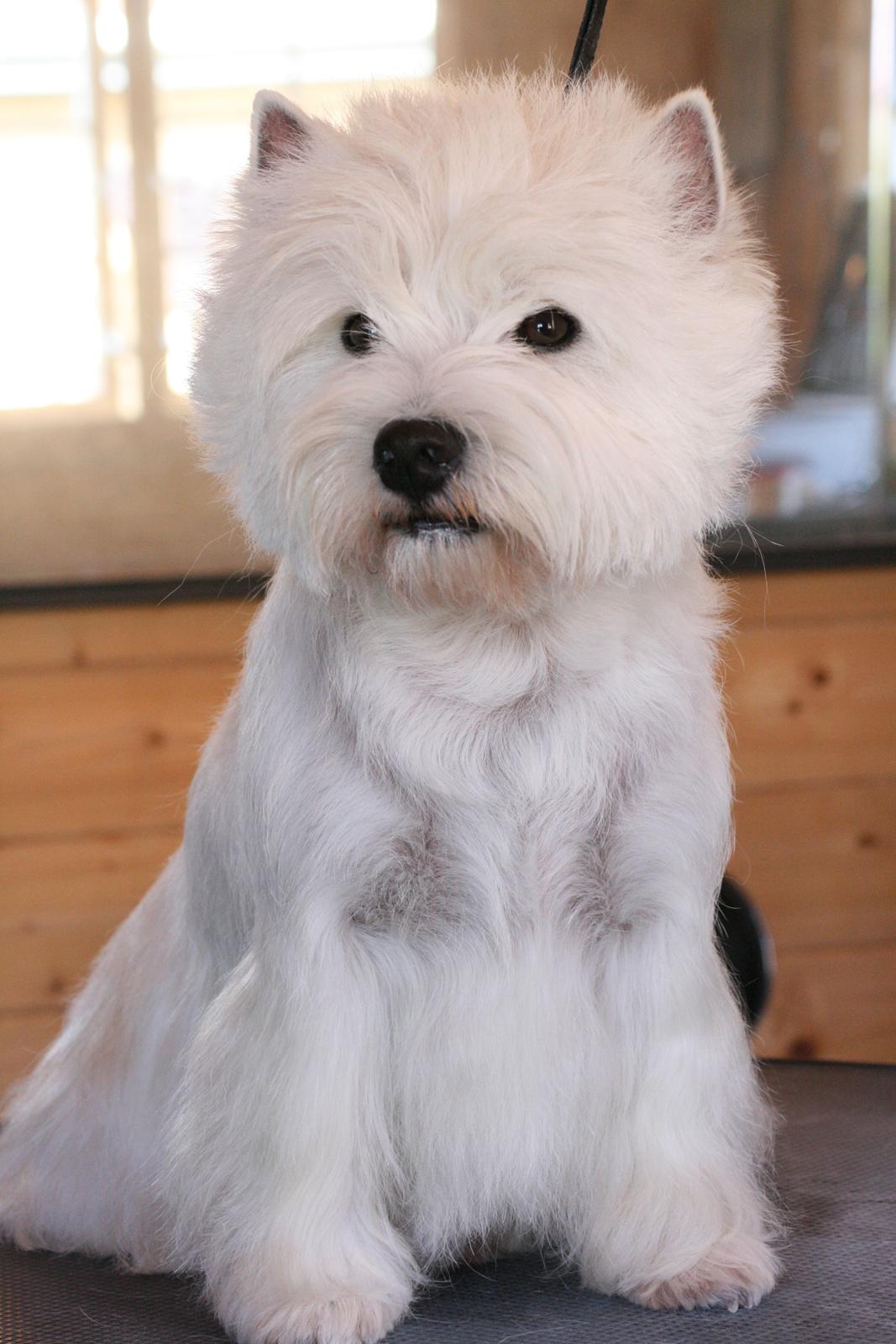 West highland white terrier AND THIS IS ME BRENDA VOM SCHMUTTERTAL billede 6