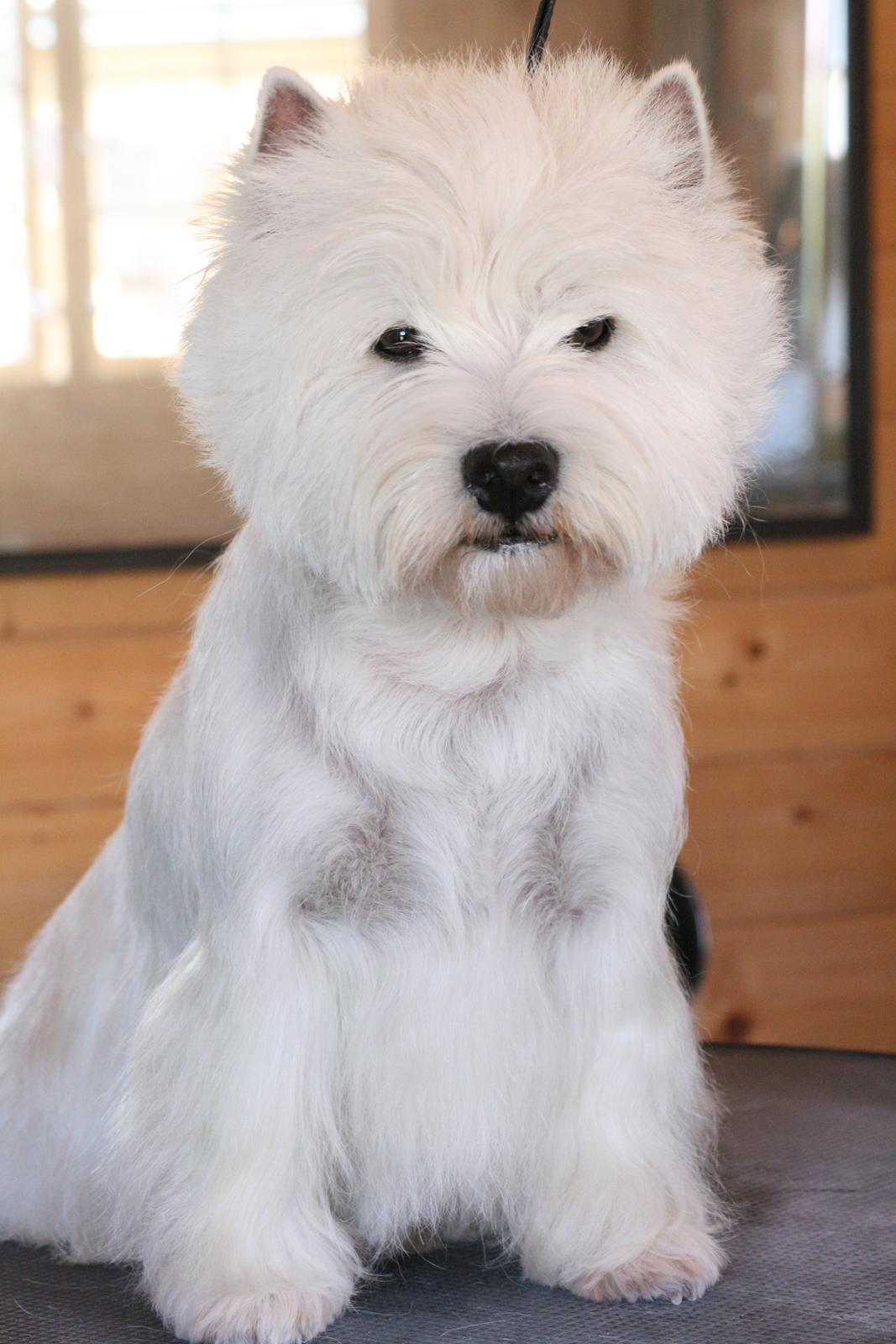 West highland white terrier AND THIS IS ME BRENDA VOM SCHMUTTERTAL billede 7
