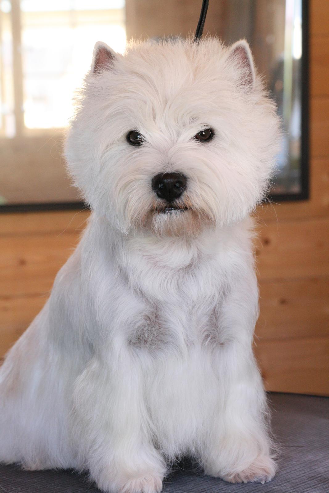 West highland white terrier AND THIS IS ME BRENDA VOM SCHMUTTERTAL billede 8