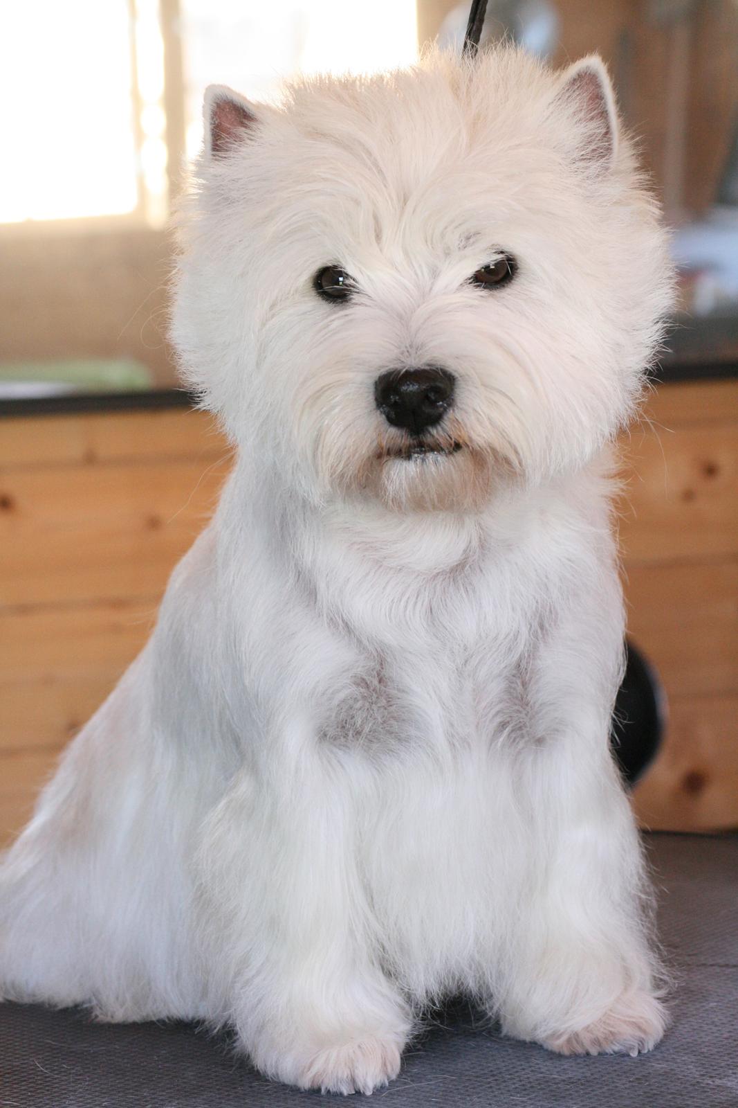 West highland white terrier AND THIS IS ME BRENDA VOM SCHMUTTERTAL billede 32