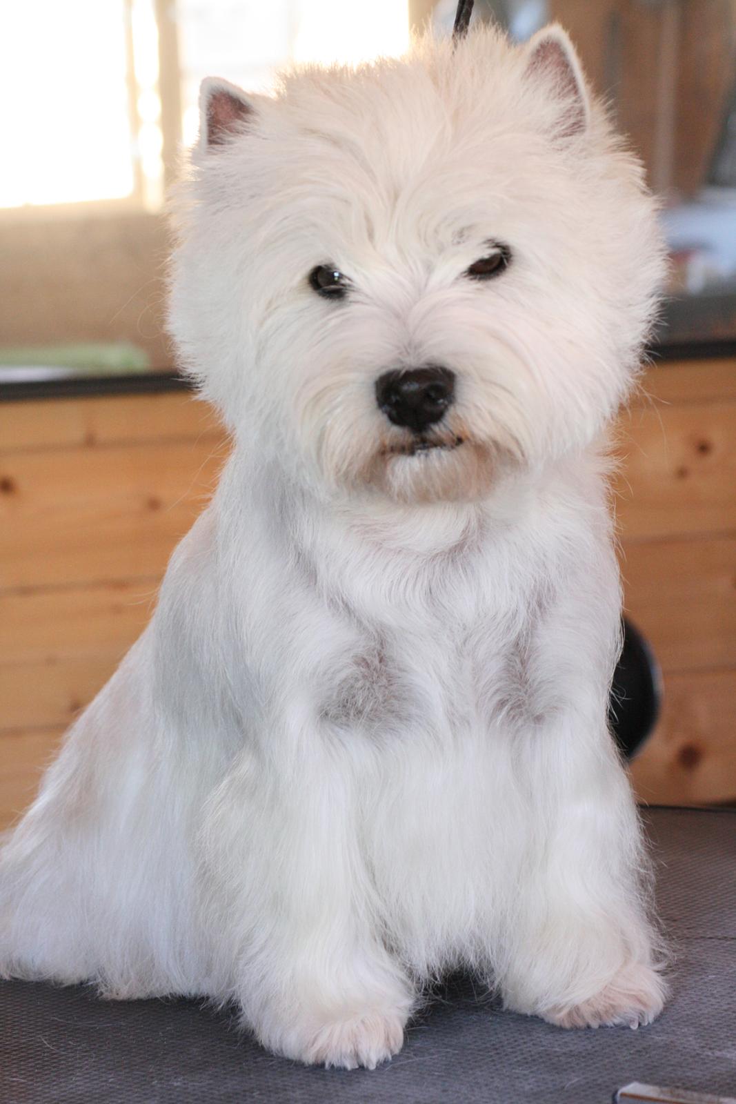 West highland white terrier AND THIS IS ME BRENDA VOM SCHMUTTERTAL billede 3