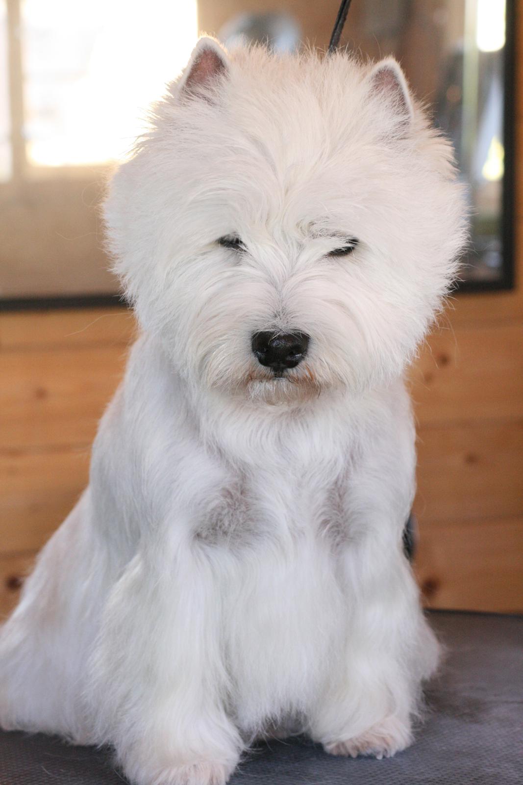 West highland white terrier AND THIS IS ME BRENDA VOM SCHMUTTERTAL billede 4