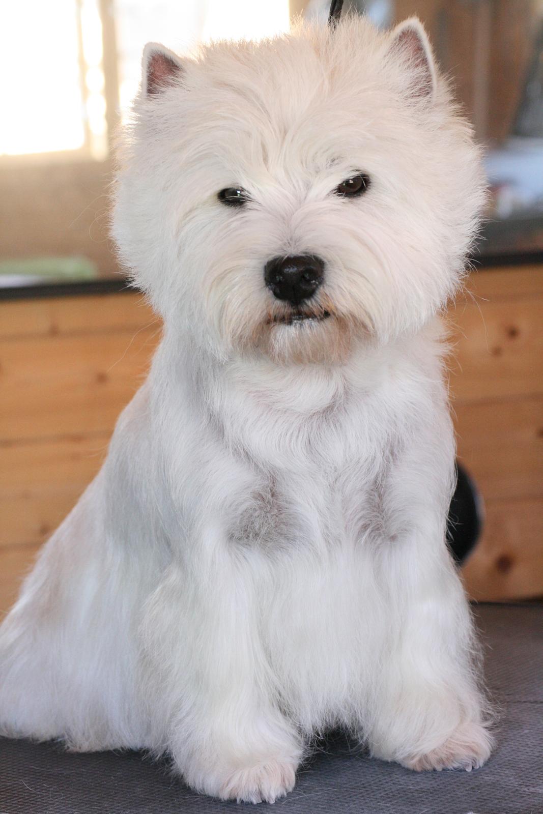West highland white terrier AND THIS IS ME BRENDA VOM SCHMUTTERTAL billede 9