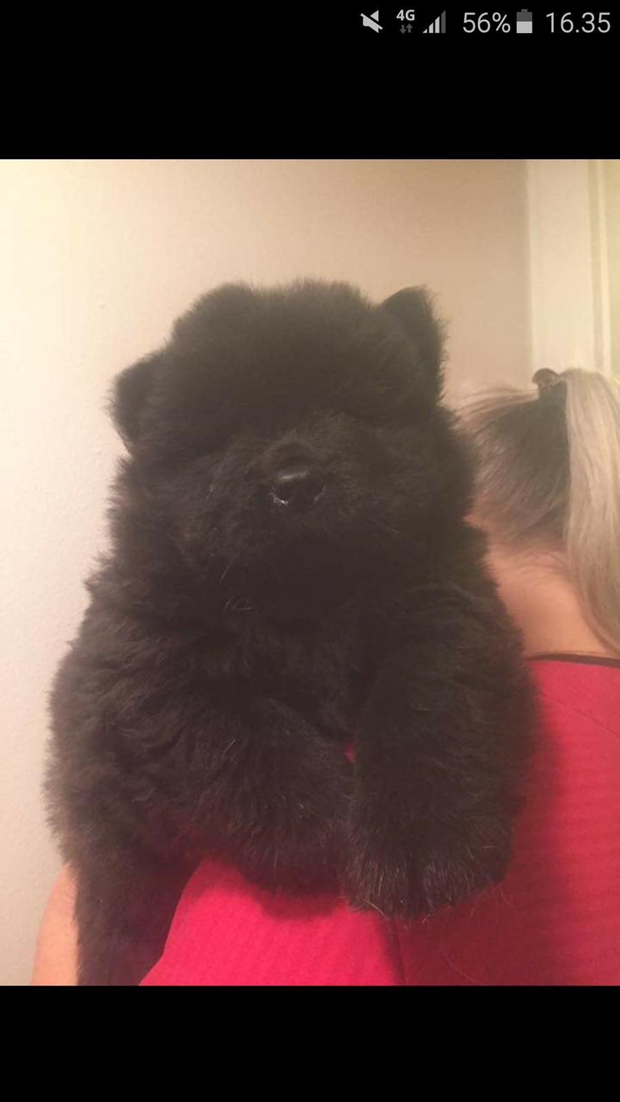 Chow chow Sumichows enzo  billede 5
