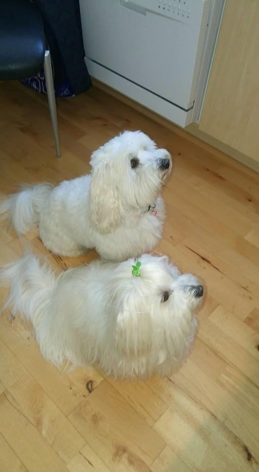 Coton de tulear Jespersen's Savannah billede 7