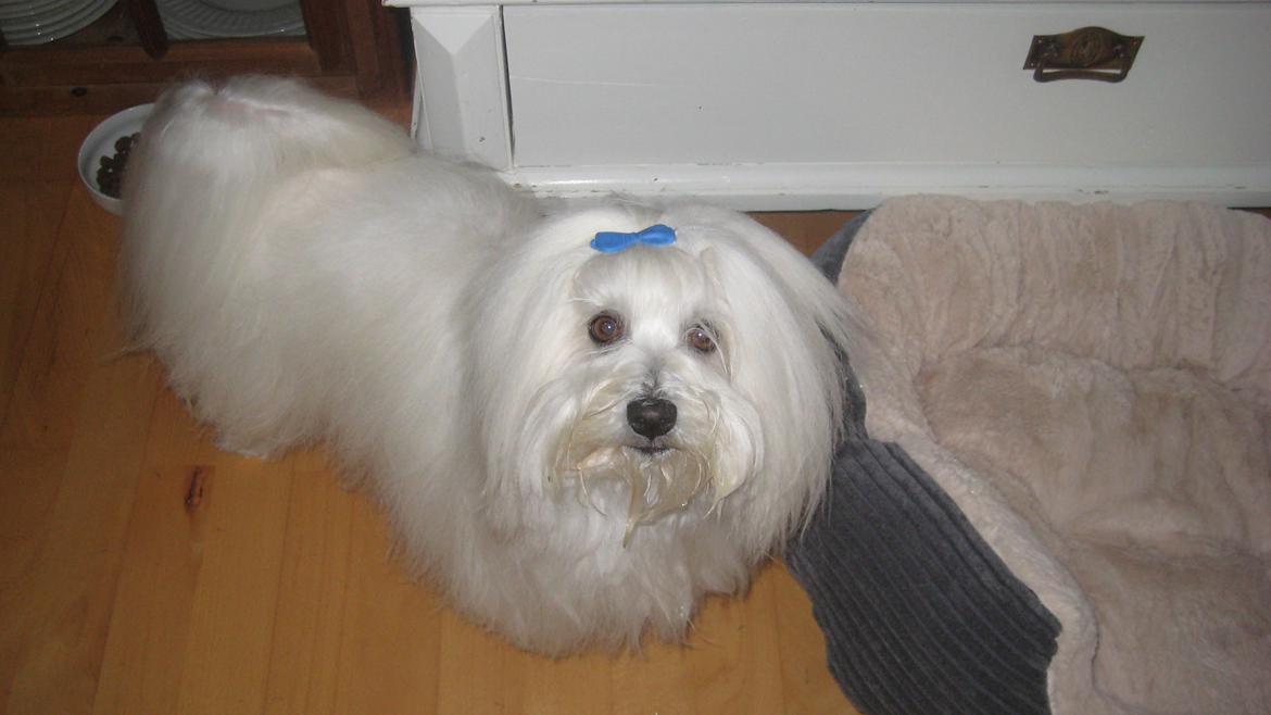 Coton de tulear Jespersen's Savannah billede 2
