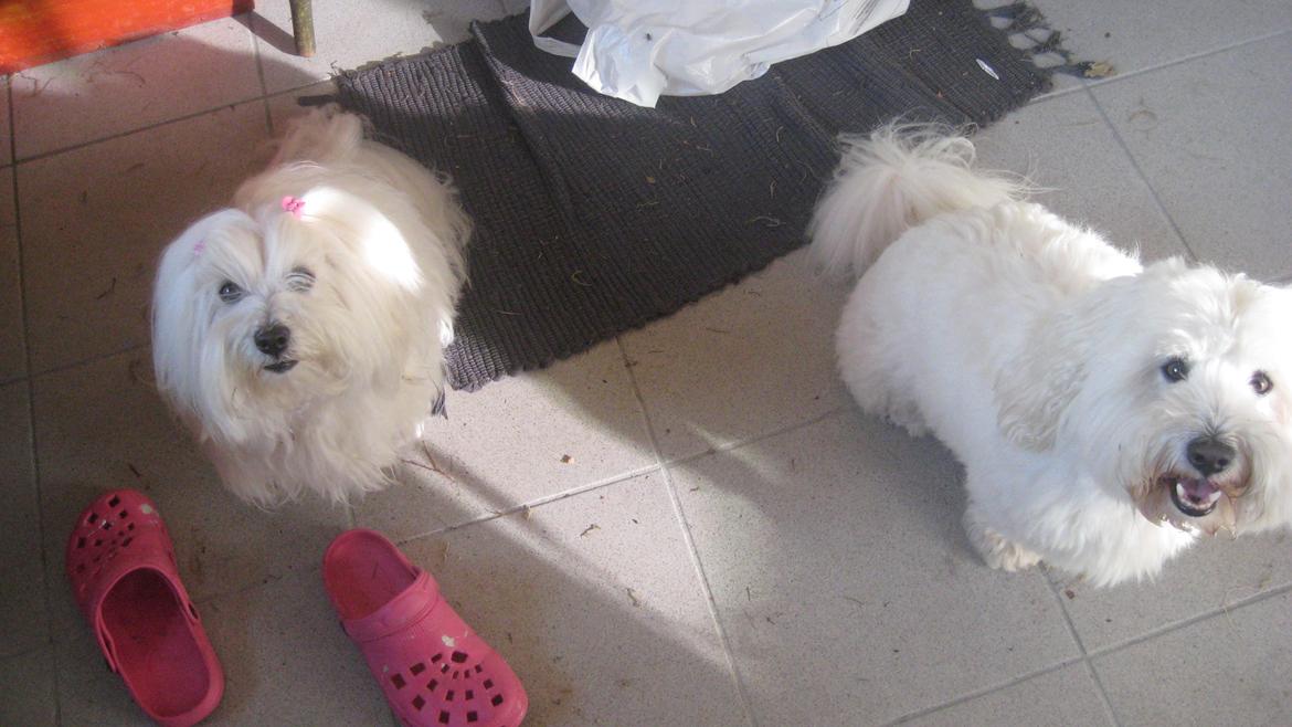 Coton de tulear Jespersen's Savannah billede 9