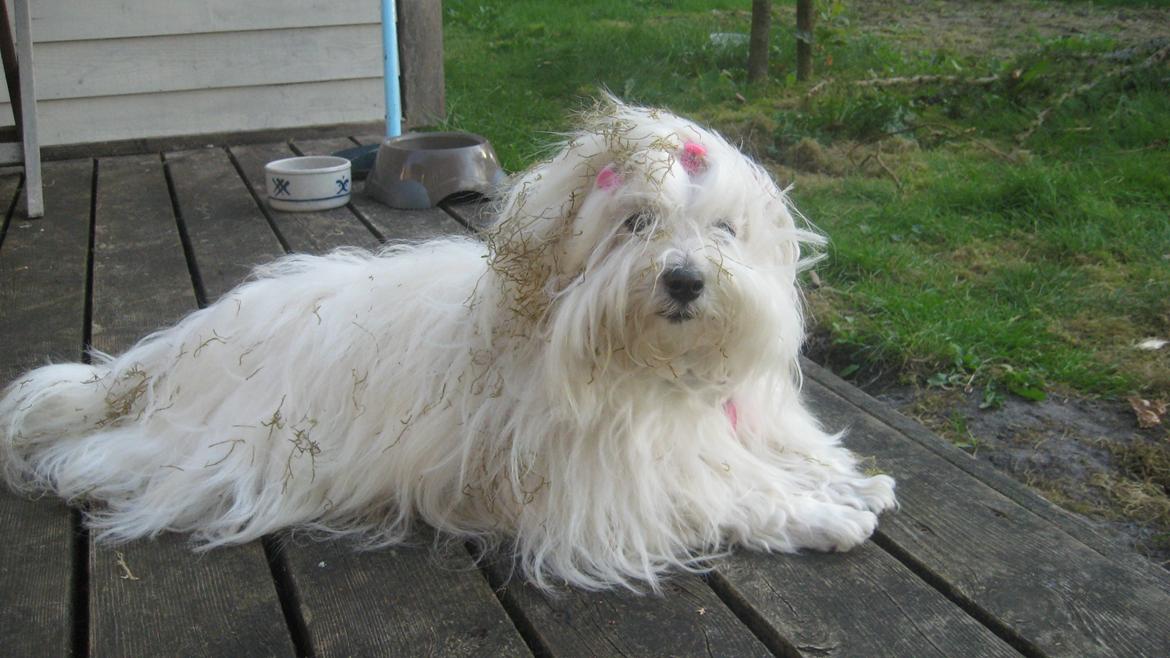 Coton de tulear Jespersen's Savannah billede 10