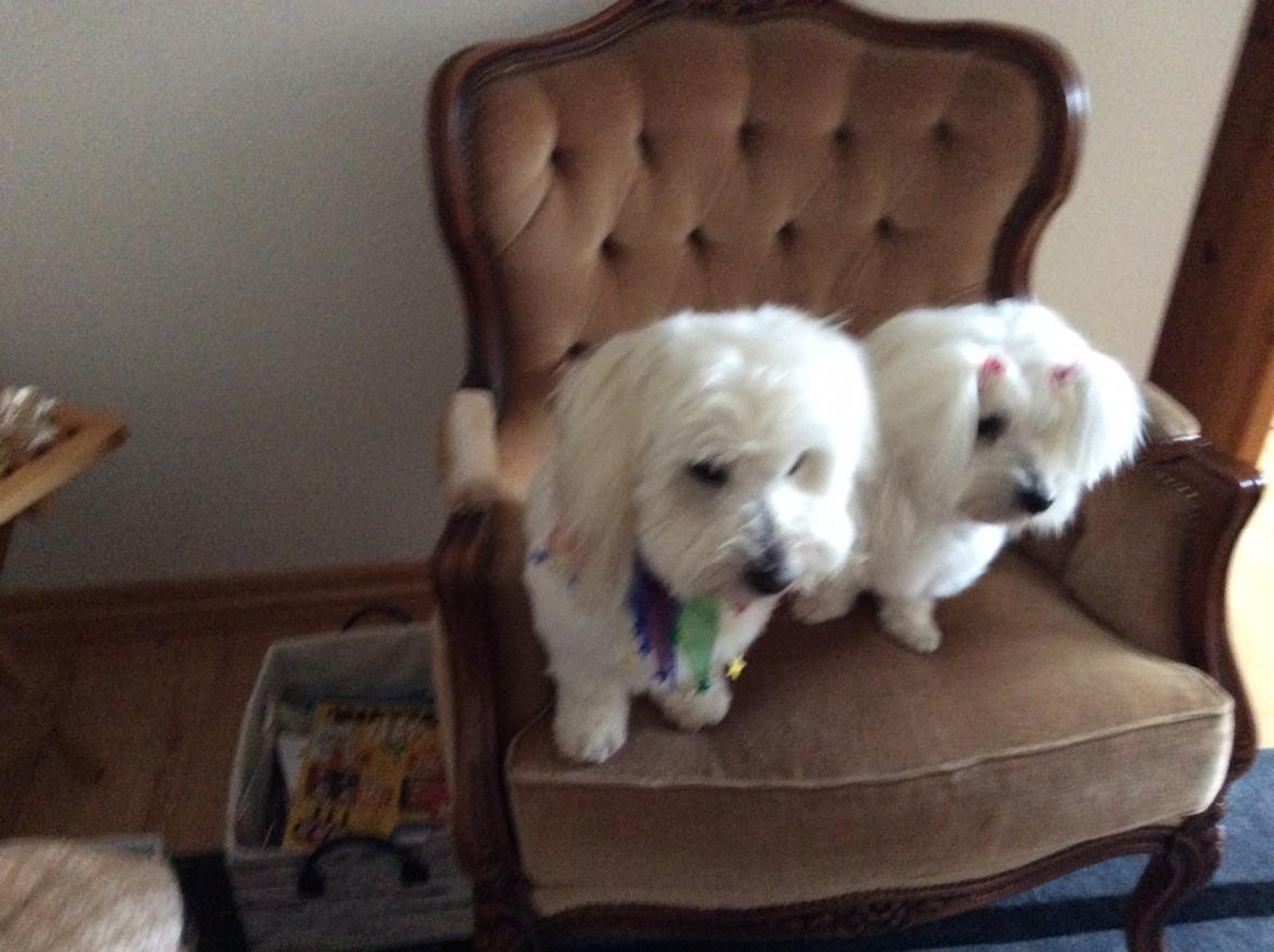 Coton de tulear Jespersen's Savannah billede 8