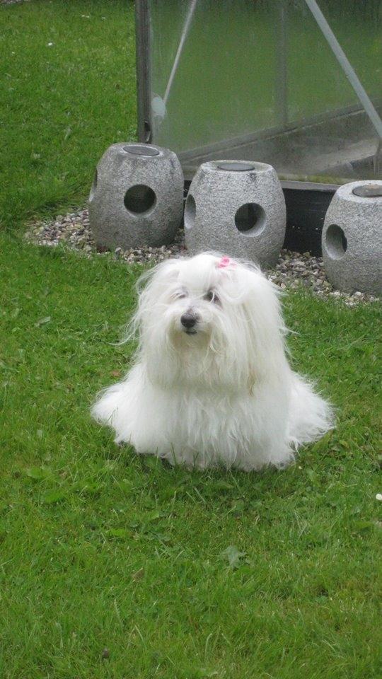 Coton de tulear Jespersen's Savannah billede 11