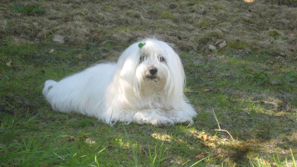 Coton de tulear Jespersen's Savannah billede 12