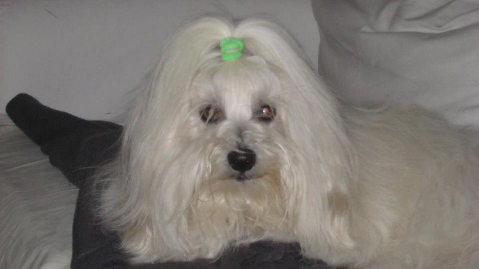 Coton de tulear Jespersen's Savannah billede 14
