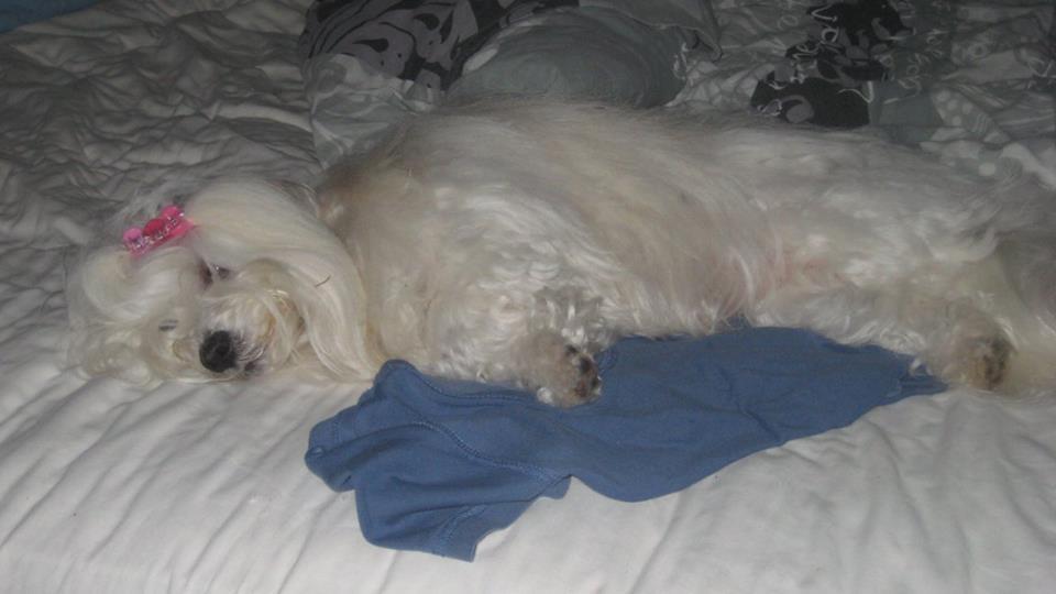 Coton de tulear Jespersen's Savannah billede 15