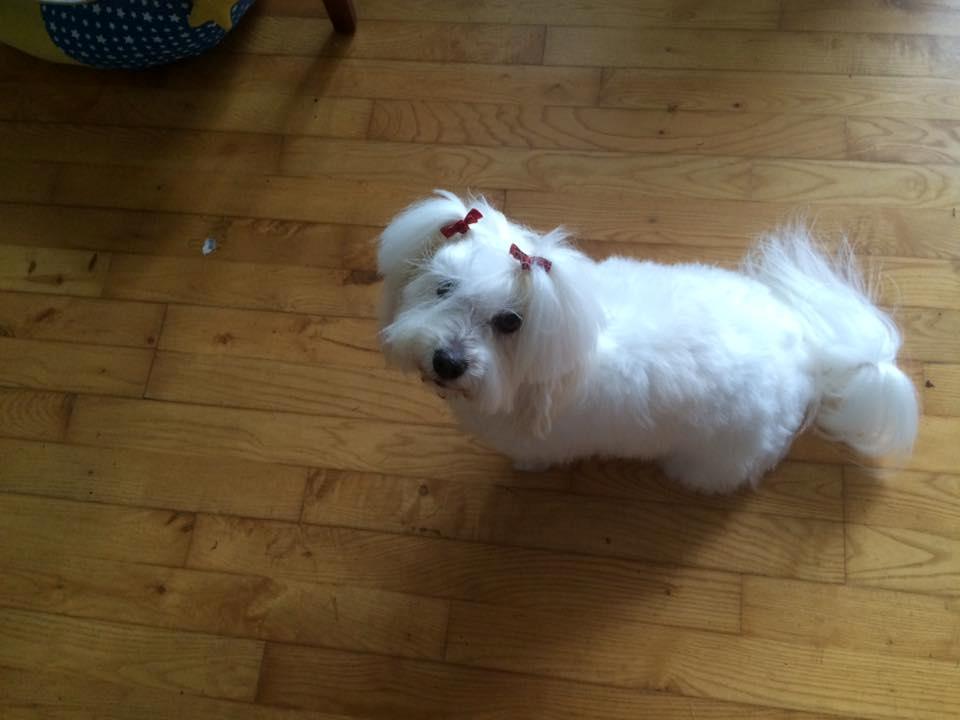 Coton de tulear Jespersen's Savannah billede 16