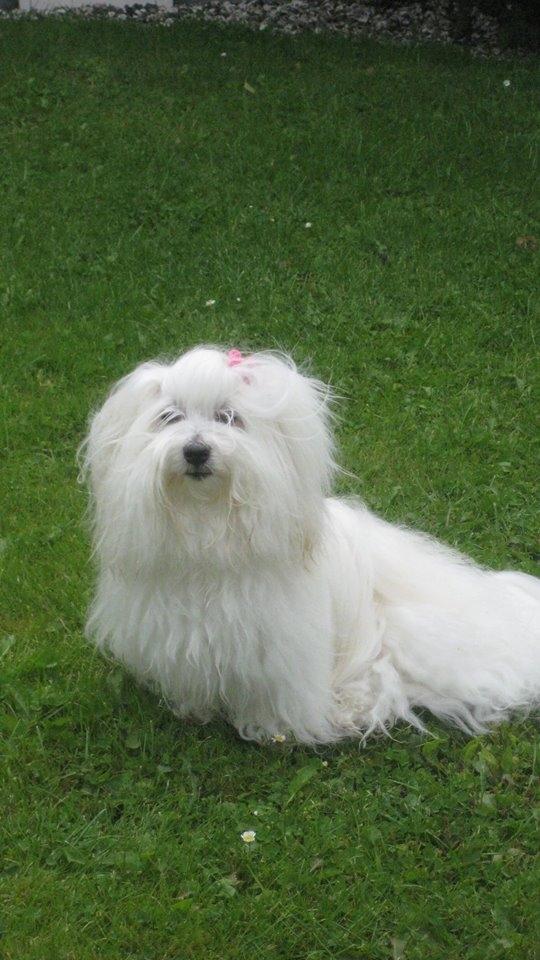 Coton de tulear Jespersen's Savannah billede 13