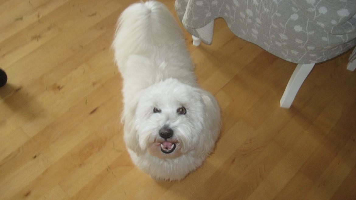 Coton de tulear Janus billede 28