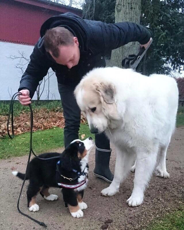 Berner sennenhund Lady Xiera's Teddy Bear (Leopold)  - Ny ven i hundeskolen billede 38