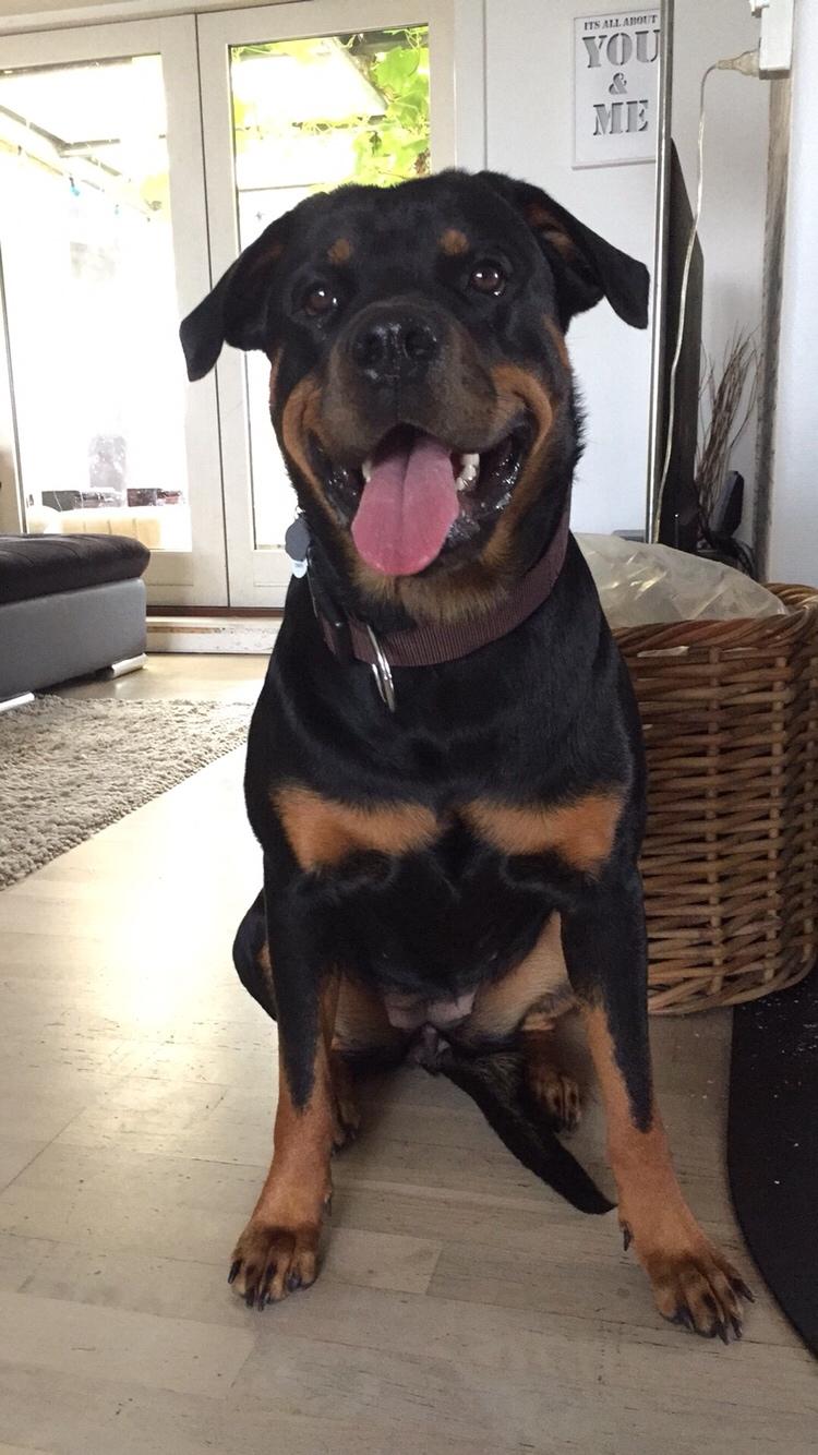 Rottweiler Malli billede 9