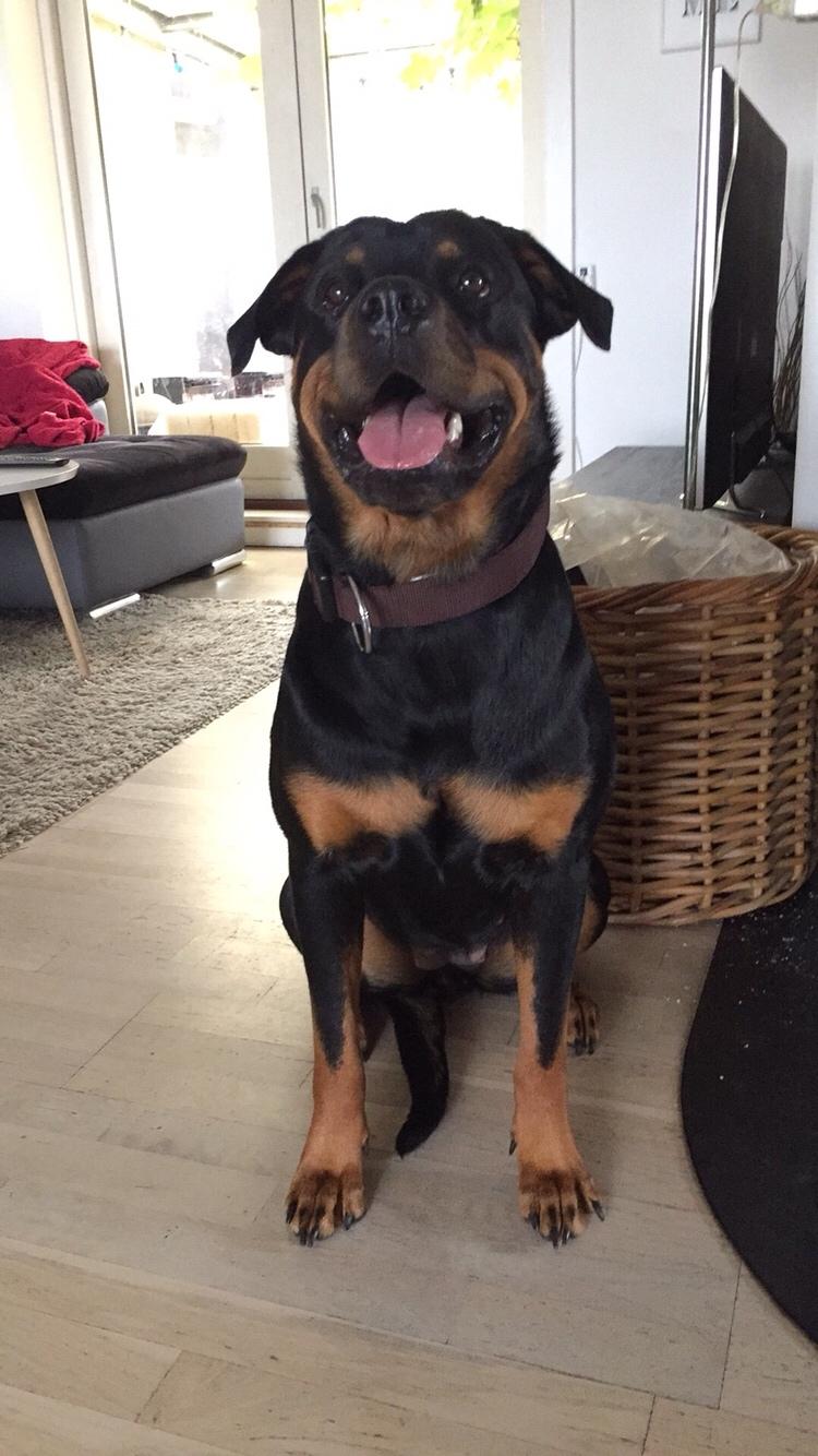 Rottweiler Malli billede 10