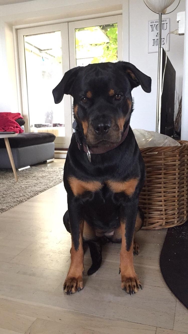 Rottweiler Malli billede 11