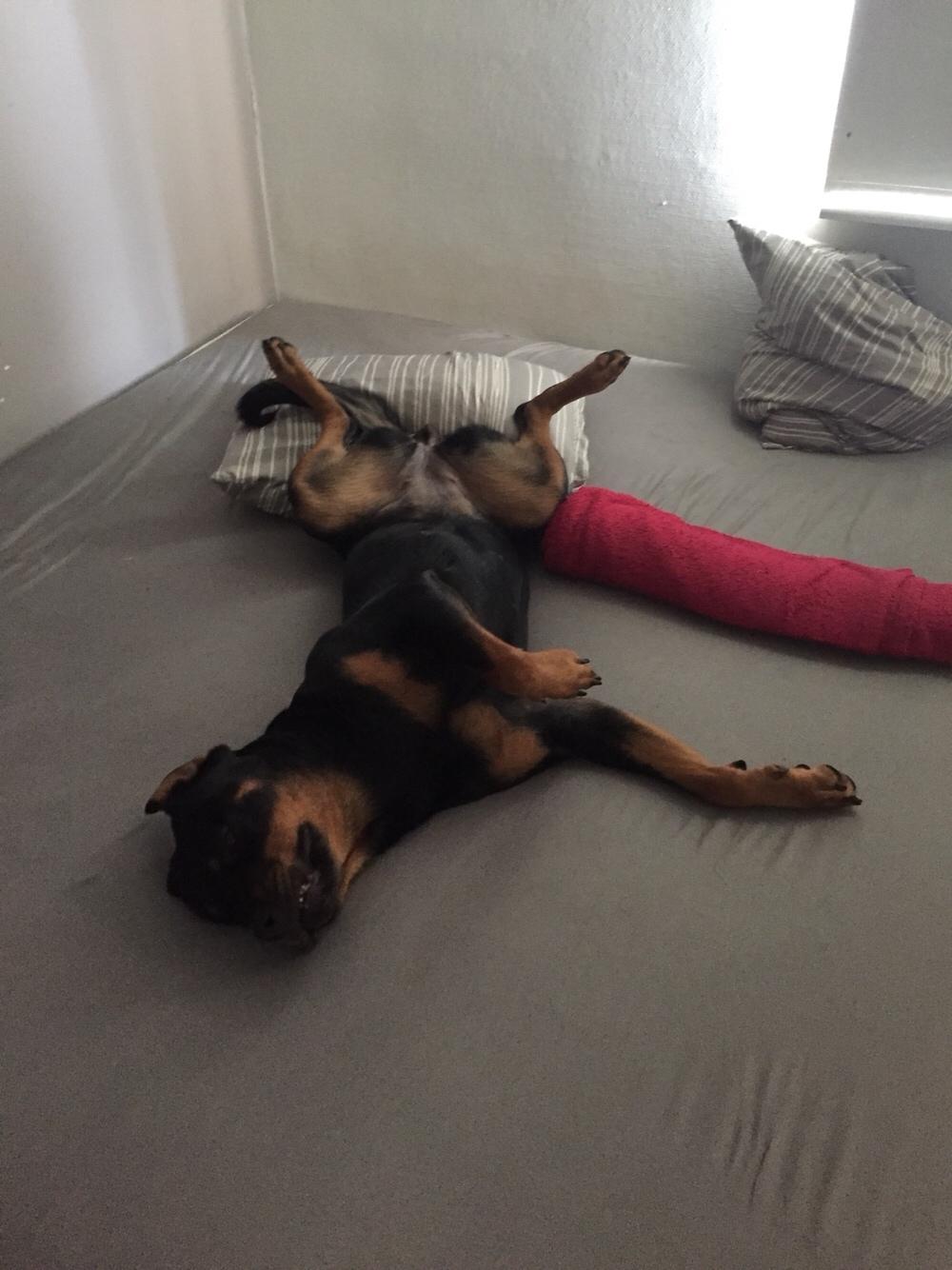 Rottweiler Malli billede 12