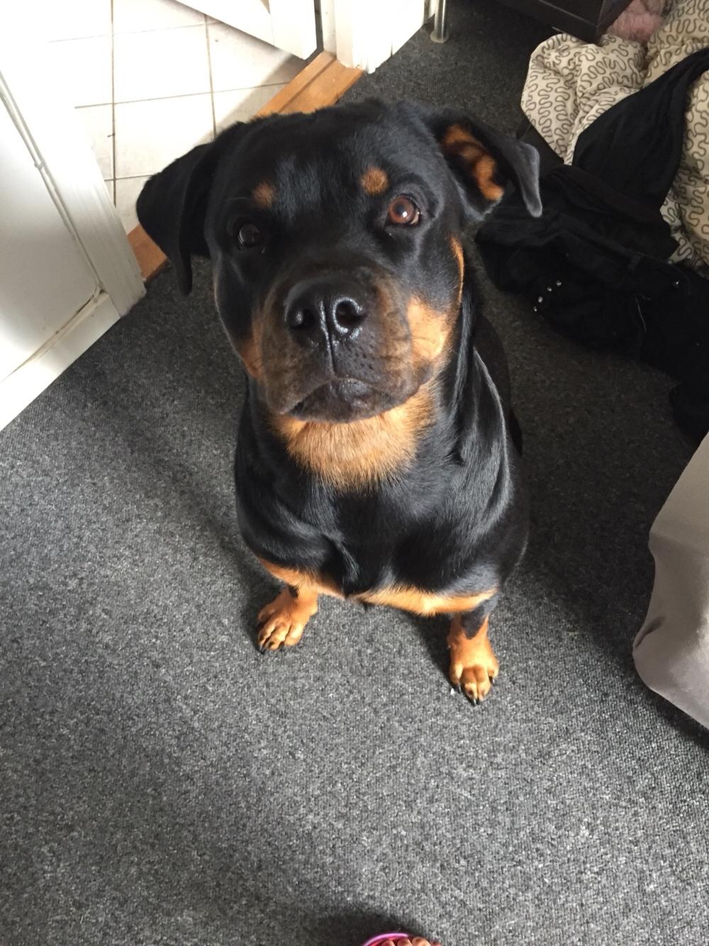 Rottweiler Malli billede 13