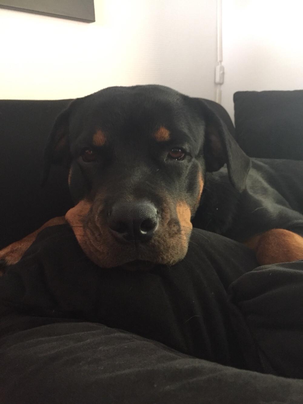 Rottweiler Malli billede 14