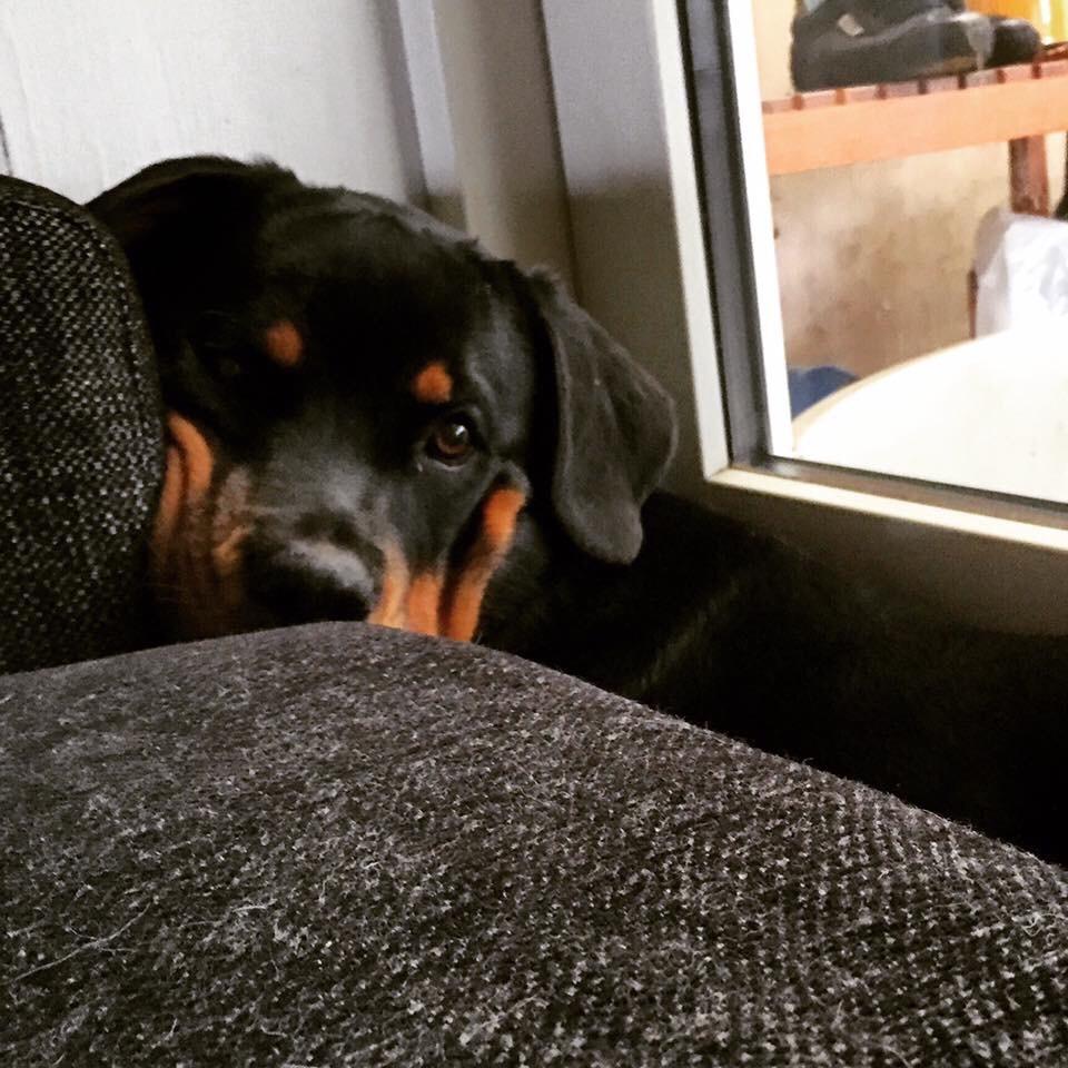 Rottweiler Malli billede 15