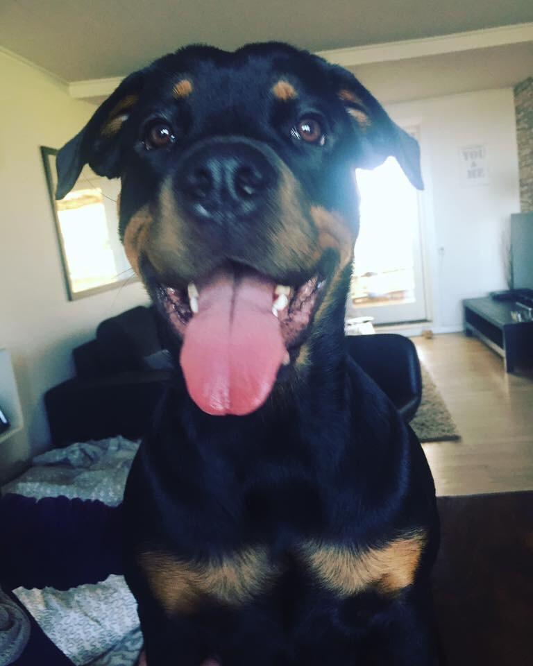 Rottweiler Malli billede 16