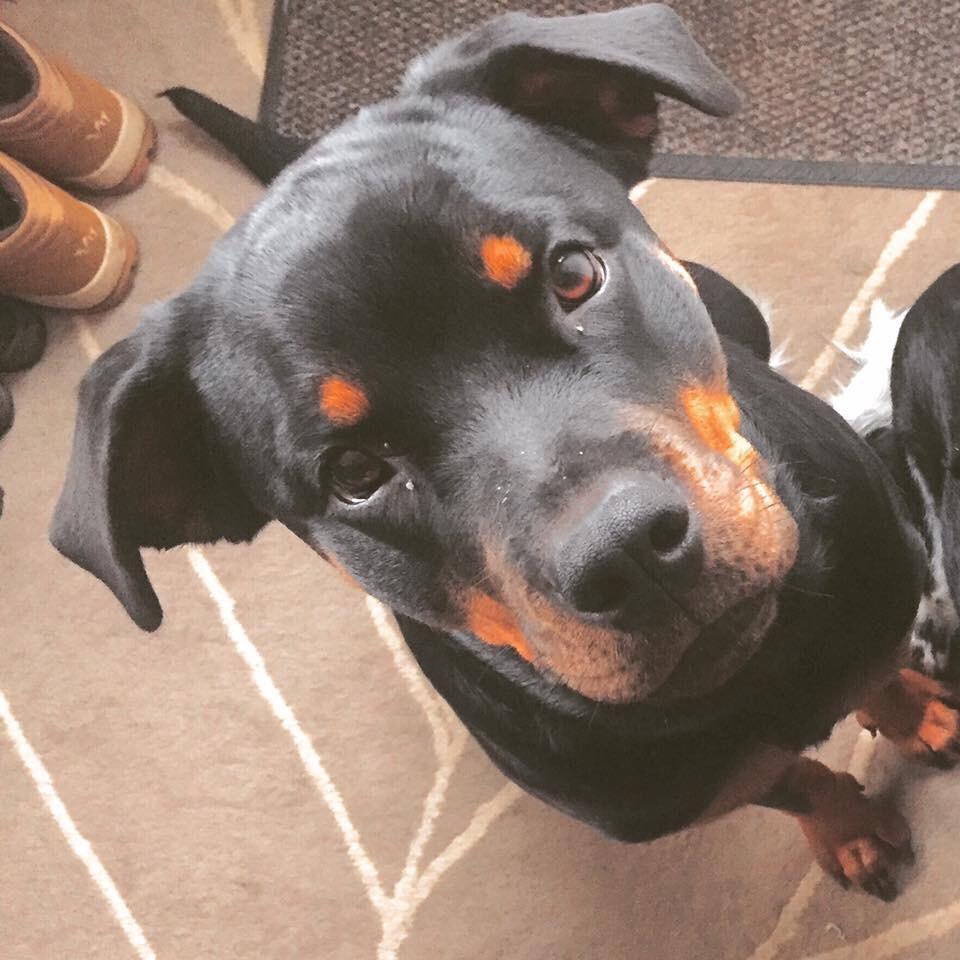 Rottweiler Malli billede 17