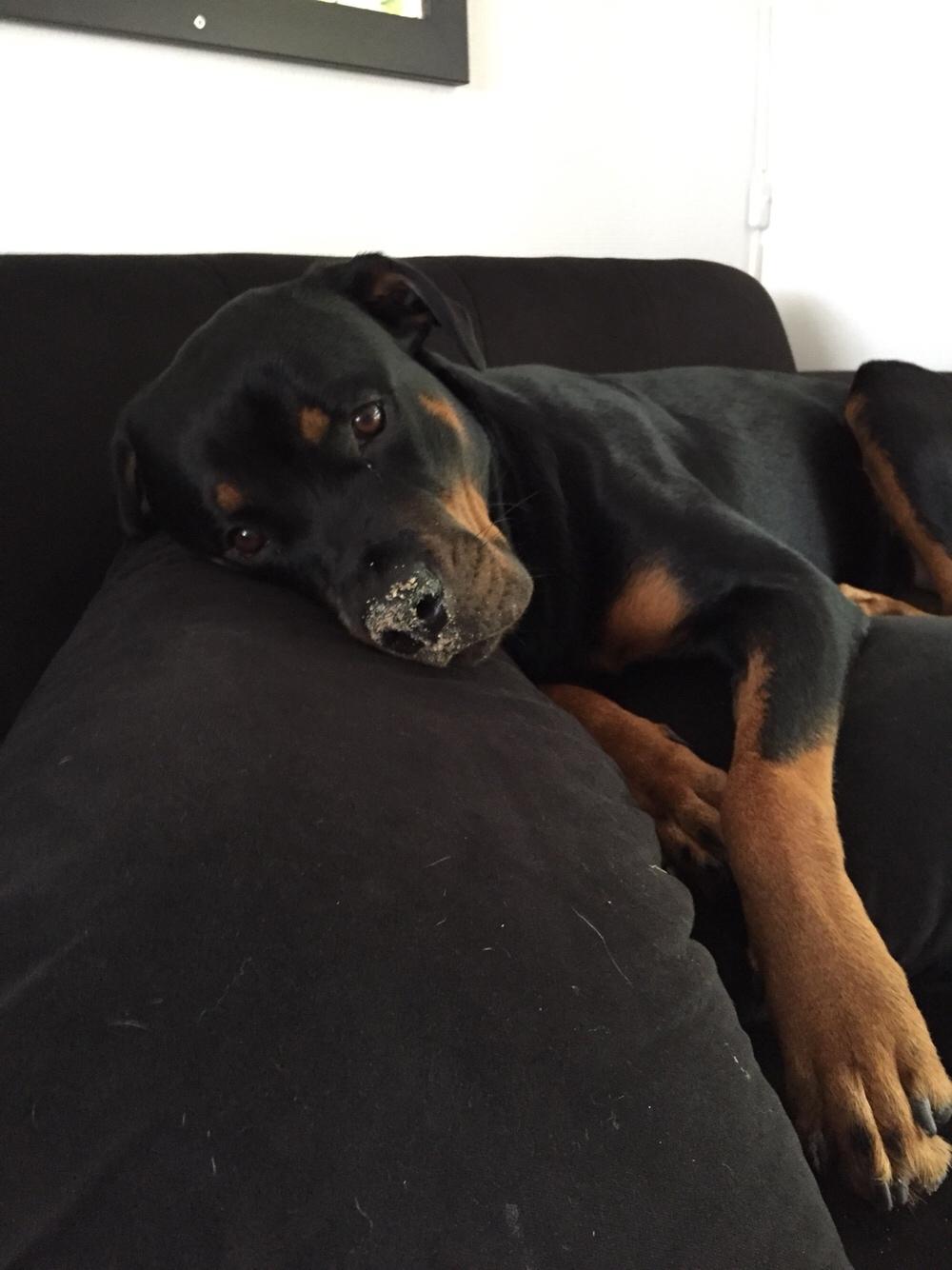Rottweiler Malli billede 18