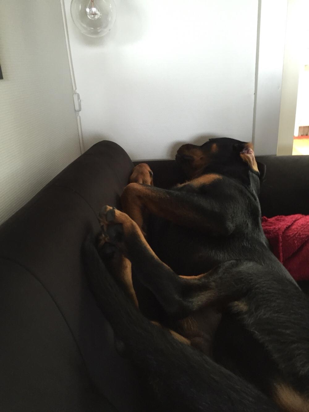 Rottweiler Malli billede 19