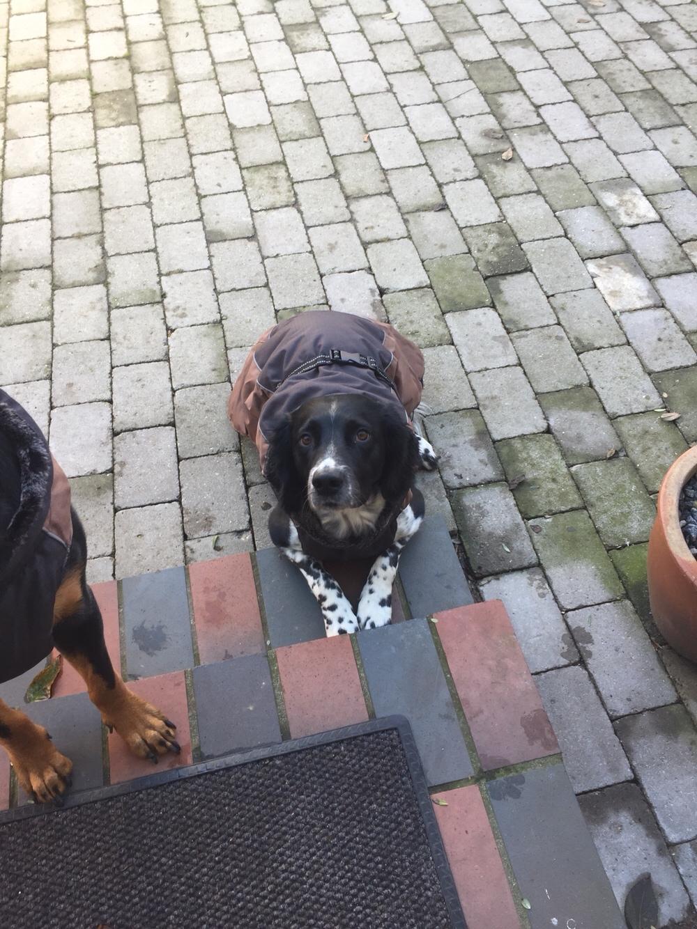 Engelsk springer spaniel Malthe  billede 12