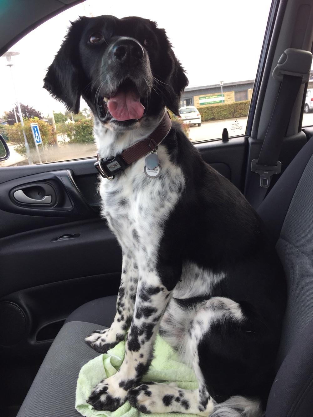 Engelsk springer spaniel Malthe  billede 14