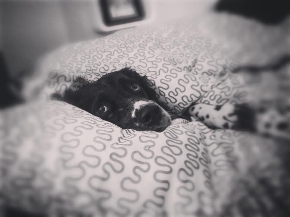 Engelsk springer spaniel Malthe  billede 15