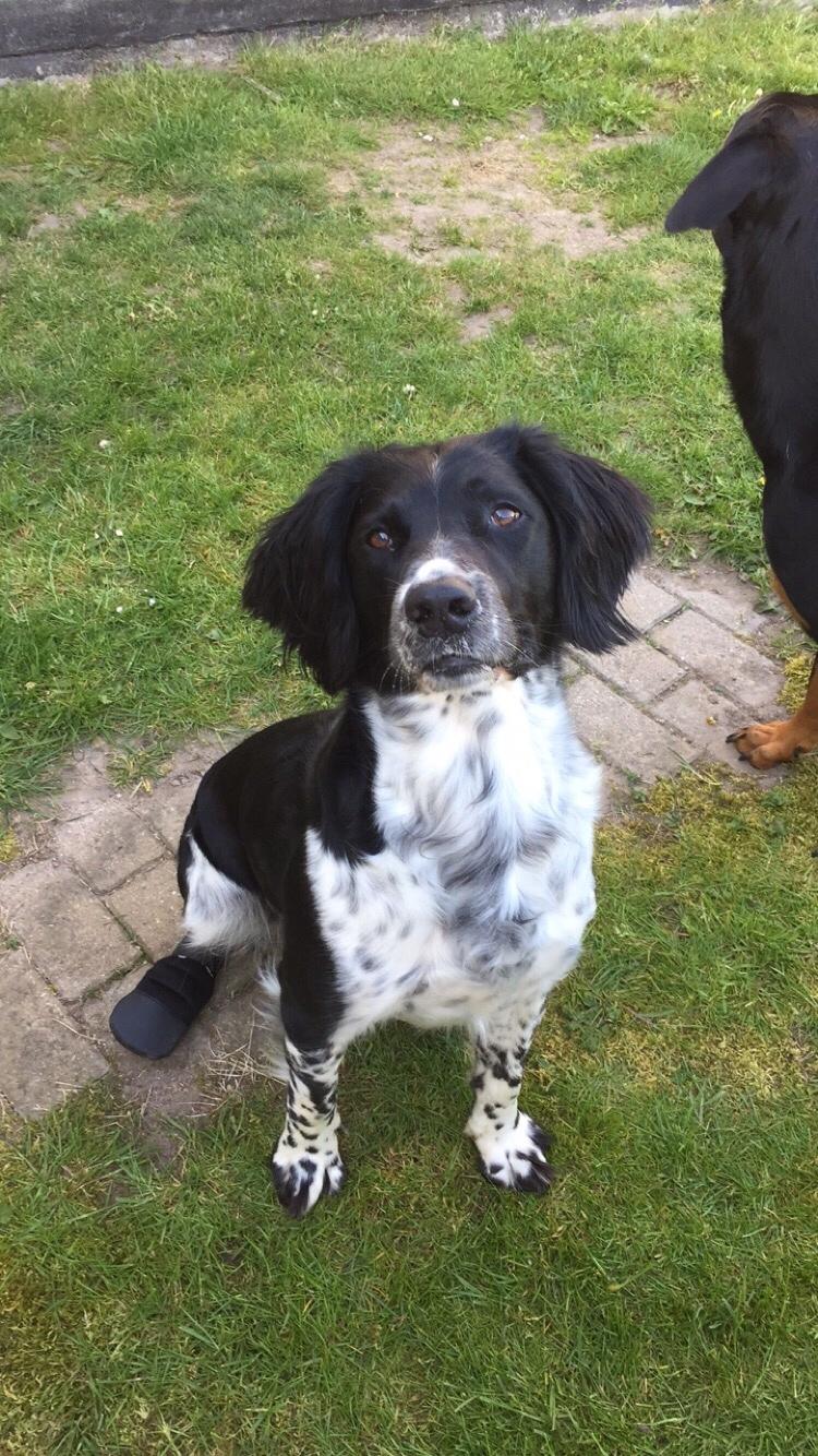 Engelsk springer spaniel Malthe  billede 18