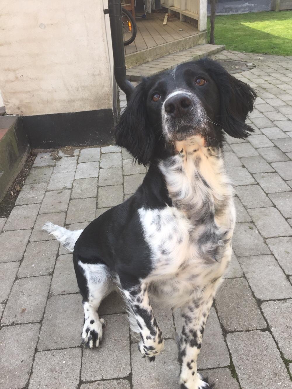 Engelsk springer spaniel Malthe  billede 19