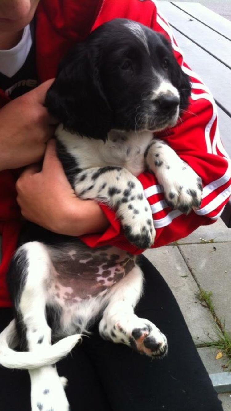 Engelsk springer spaniel Malthe  billede 21