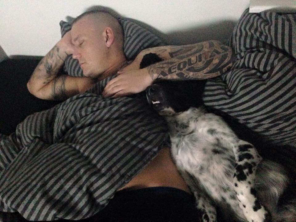 Engelsk springer spaniel Malthe  billede 23